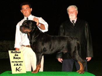 Filhotes de Rotweiller, campeões brasileiros e panamericanos R$800