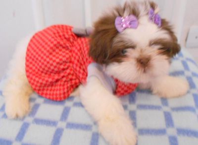 Lindos filhotes de shi tzu