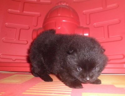 Filhote de Lulu da Pomerânia