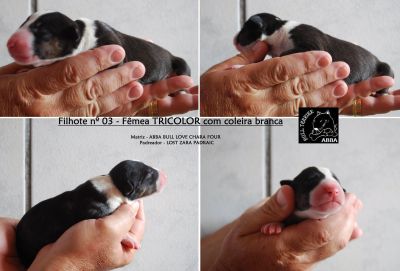 BULL TERRIER COLORED