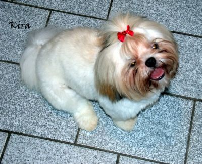 Filhotes de shih tzu