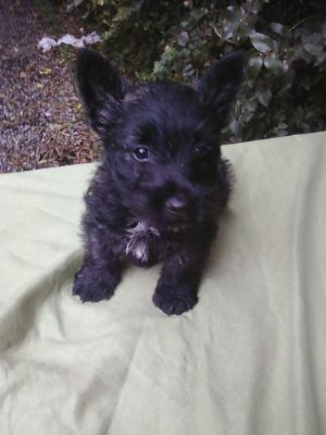 SCOTTISH TERRIER
