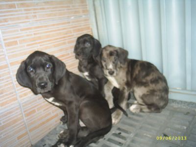 Filhotes de Dogue  Alemão