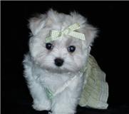 Filhotes de Maltês Micros Machos e Fêmeas pronta Entrega