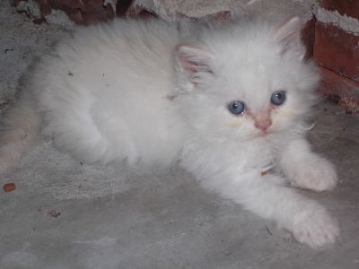 gatos persas Teutônia