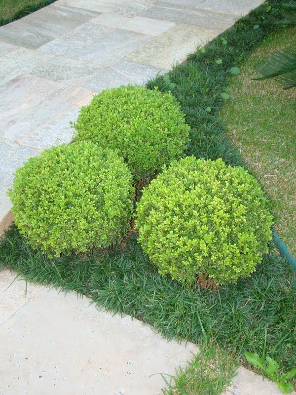 Jardinagem em sorocaba e região e com a Eco Flora