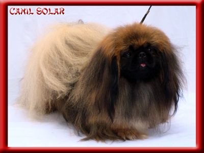 Pequines - Canil Solar Dogs House