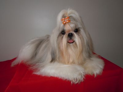 CANIL PORTAIL D´SOLEIL - ESPECIALIZADO NA RAÇA SHIH TZU