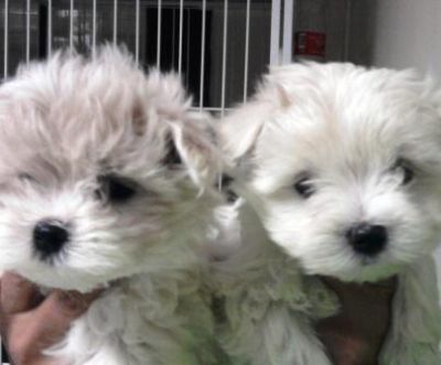 Pet Shop, venda, Maltes, Porto Alegre,