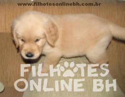 Golden Retriever - Canil Filhotes On Line BH