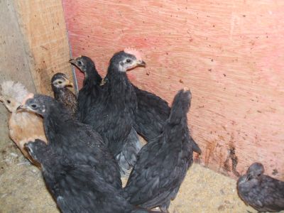 Franguinhos Ornamentais Raça Pura