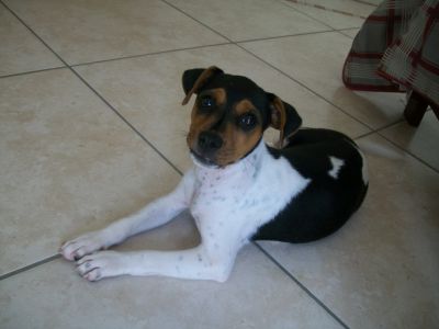 Maravilhosa filhota Terrier Brasileiro (Fox Paulistinha) disponível! (Canil Copaíba)