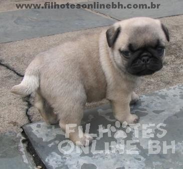 Pug - Canil Filhotes On Line BH