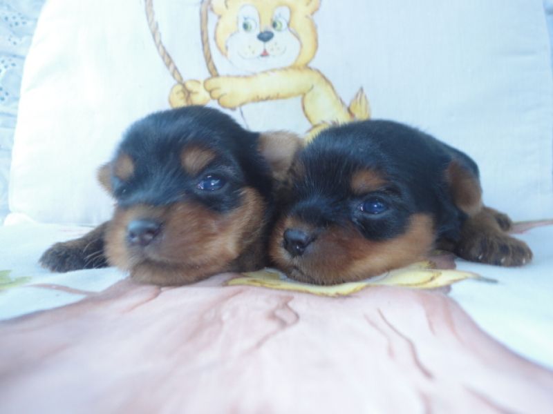 Yorkshire micro Canil Vivanas