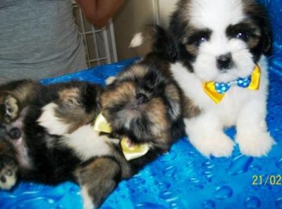 Filhote, shih tzu, Porto Alegre, Pet Shop,