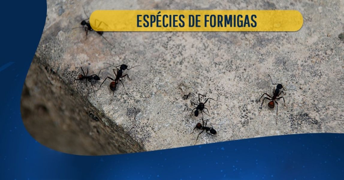 Dedetização de formigas fantasmas ou invisíveis com eficiência