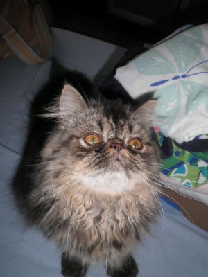 Lindo Filhote de Persa