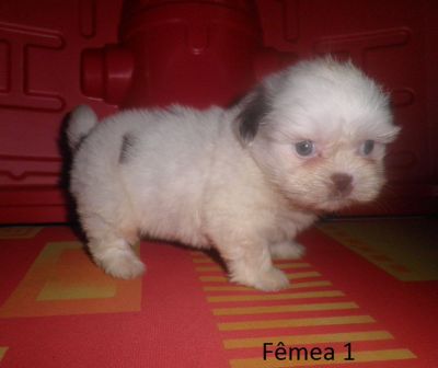 Filhote de Lhasa Apso - Promoção