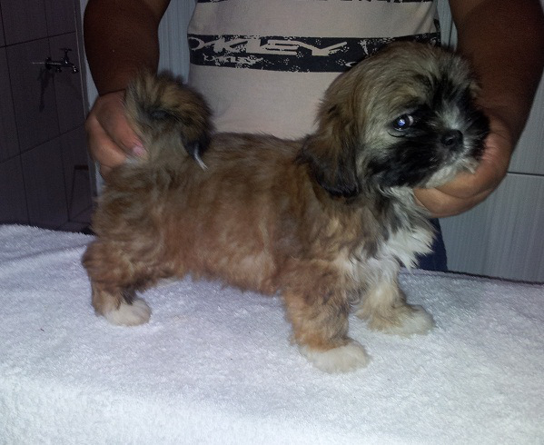 Padreador de Lhasa Aso