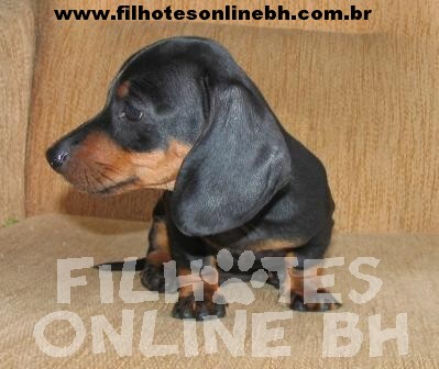 Basset Cofap - Daschund  Canil Filhotes On Line BH
