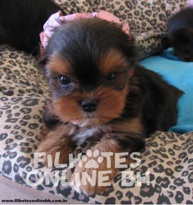 Yorkshire - Canil Filhotes On Line BH