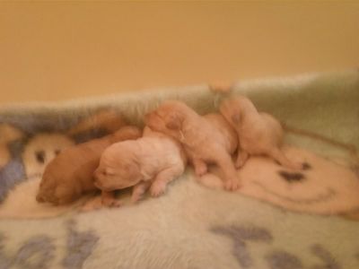 POODLE MICRO E TOY MACHOS E FEMEAS