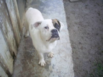 BULDOG CAMPEIRO COM 9 MESES