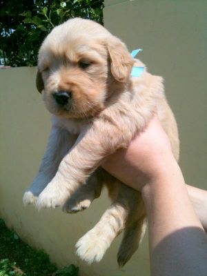 Golden Retriever - excelentes filhotes a venda