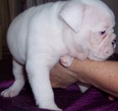 bem treinados Inglês bulldog cachorros para adopção de novas casas.