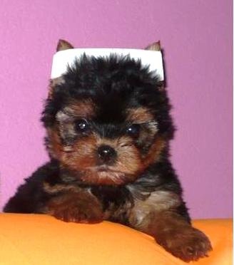 YORKSHIRE MACHINHOS 2 FILHOTES DISPONIVEIS VALOR 400,00 REAIS