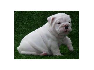 bonito e adorável bulldog Inglês para adoção