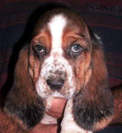 Basset Hound