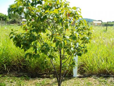 FAZENDA DE 1000 Á 1.200 HAC Á 25 MIL O HACTAR