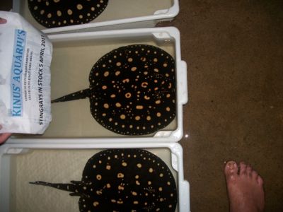 ARRAIAS  DIAMANTE NEGRO - STINGRAYS BLACK DIAMOND, ECLIPSE BLACK ISLAND