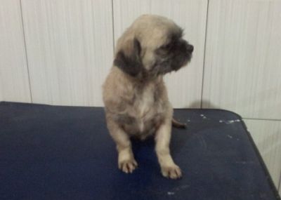 Lhasa Apso Macho