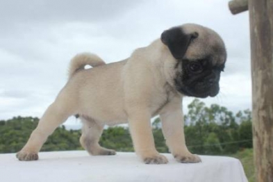 Filhotes de pug para adoção