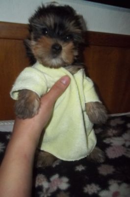 Shih tzu , Yorkshire , São Bernardo , Golden Retriver . Canil Simon Bel