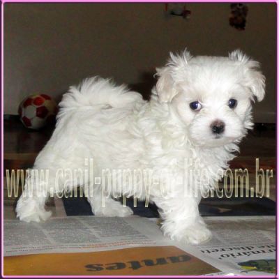 Canil- vd filhotes maltes micro