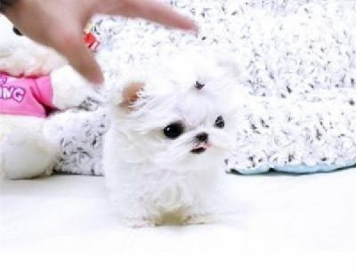 Pequenas Teacup maltês filhotes Babyface disponível e preparado para novas Hom