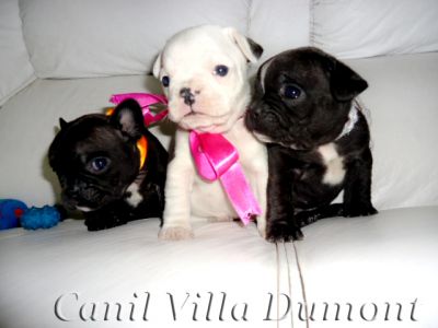 Bulldog Frances - Filhotes a venda