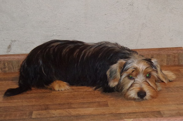 Filhote macho de yorkie - PROMOÇÃO