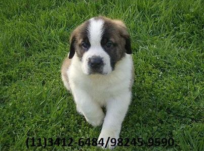 Excepcional Linhagem de São Bernardo.