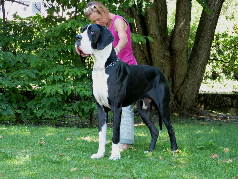 Dogue Alemão - A maior raça canina 