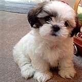 ***  Masculino e Feminino shih  tzu filhotes para adoção **