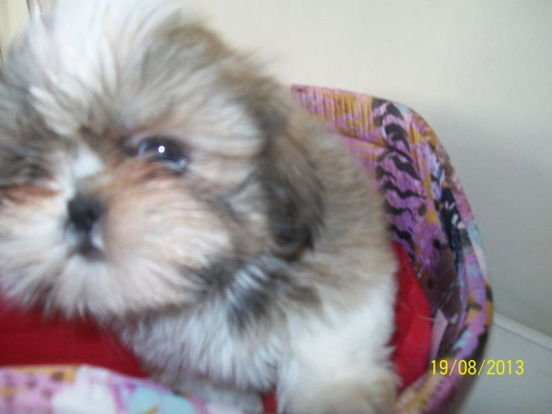 Canil, Criador, Filhote, Raça, Shih Tzu, Porto Alegre, Pet Shop,