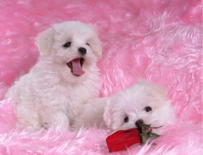 Macho e fêmea maltês cachorros disponíveis