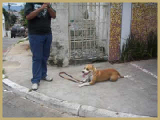 Adestramento de cães Tatuapé