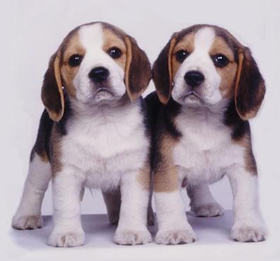 Filhotes de Beagles