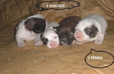 Lhasa Apso - Filhotes