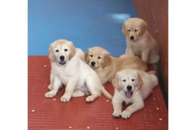  filhotes Golden  Retriever Disponíveis